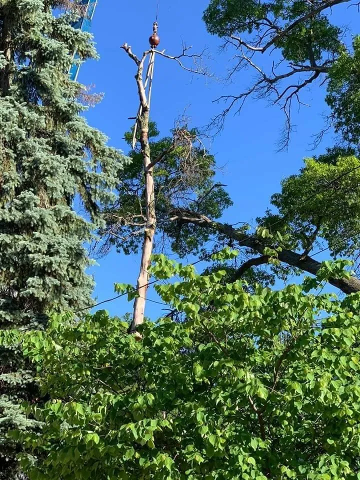 Custom lawn care service for outdoor upgrades across Waterford, MI - Otto Tree Service