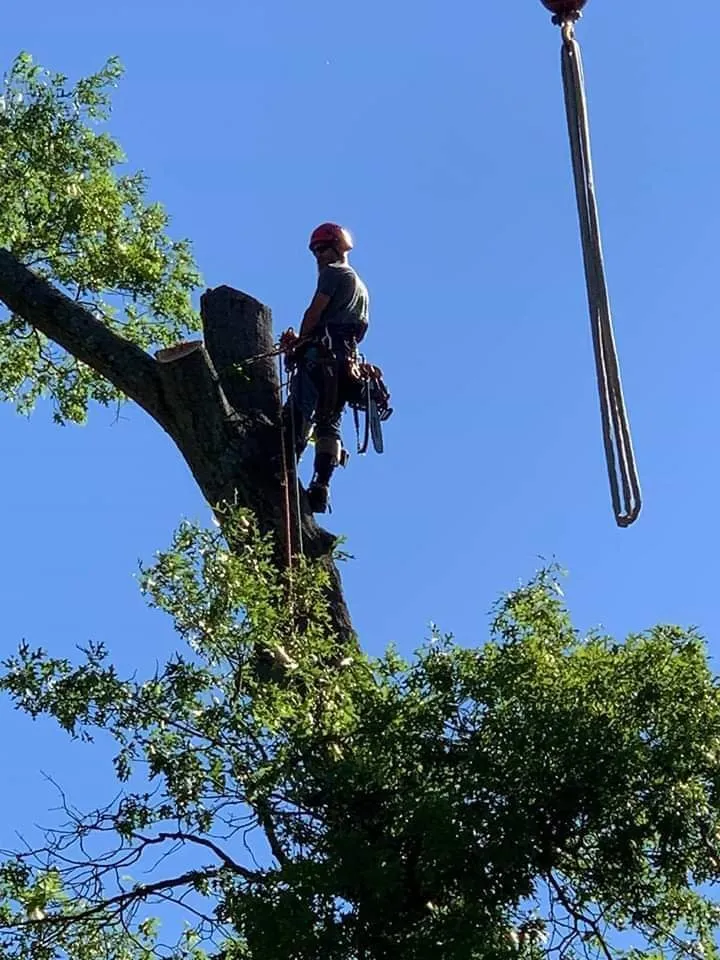 Trusted landscaping services for beautiful yards across Waterford, MI - Otto Tree Service