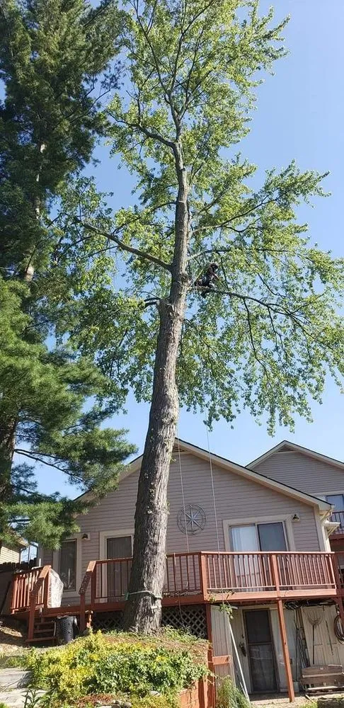 Local yard cleanup service in Waterford, MI by Otto Tree Service