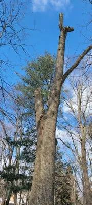 Otto Tree Service Logo