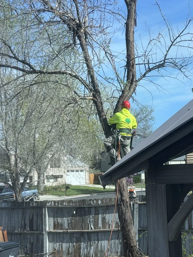 Local yard cleanup service for residential properties in Lakewood, CO by Our Family Tree Service