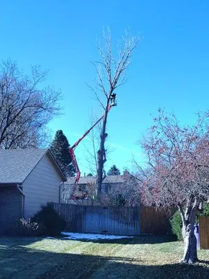 Our Family Tree Service Logo