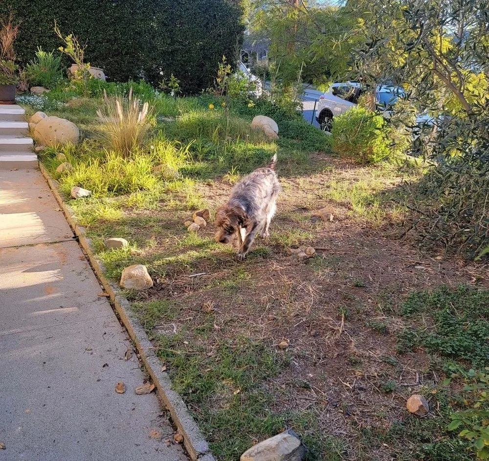 Affordable yard cleanup service in Irvine, CA by OurHome