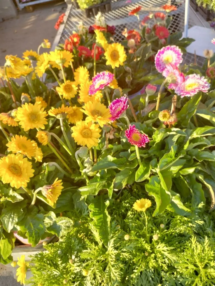 Affordable landscape installation in Grain Valley, MO by Out in the Yard