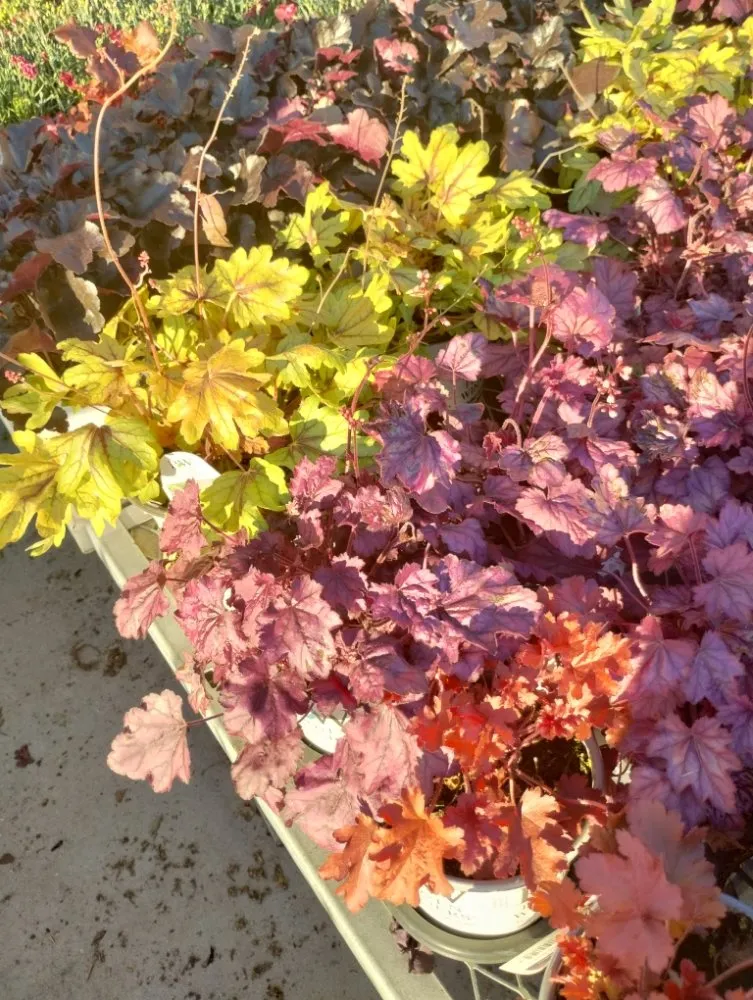 Professional residential landscaping for beautiful yards across Grain Valley, MO - Out in the Yard