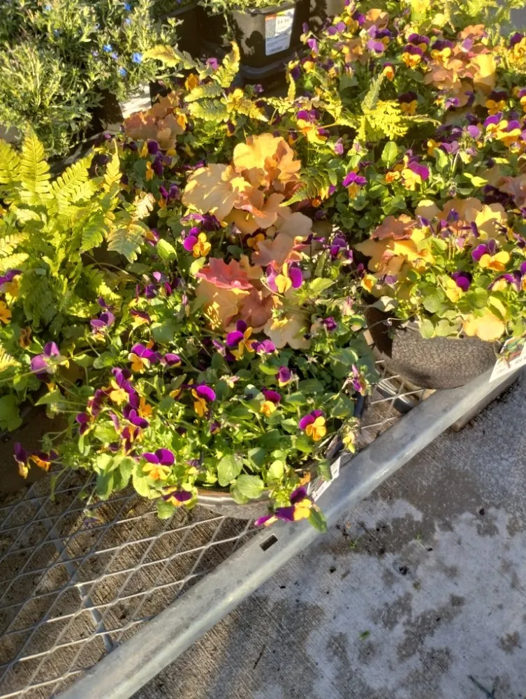 Affordable landscape installation in Grain Valley, MO by Out in the Yard