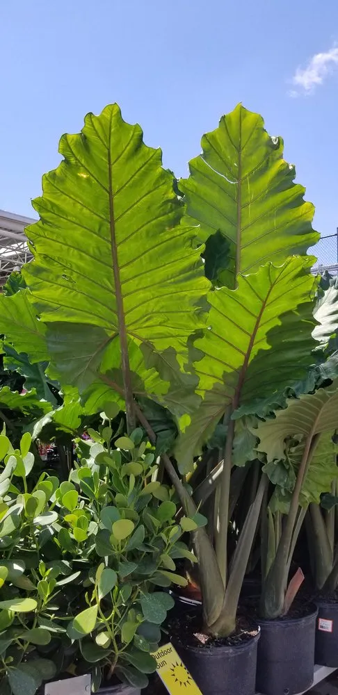 Top-rated outdoor landscaping experts serving Vero Beach, FL - Out Of The Woods Lawn Care