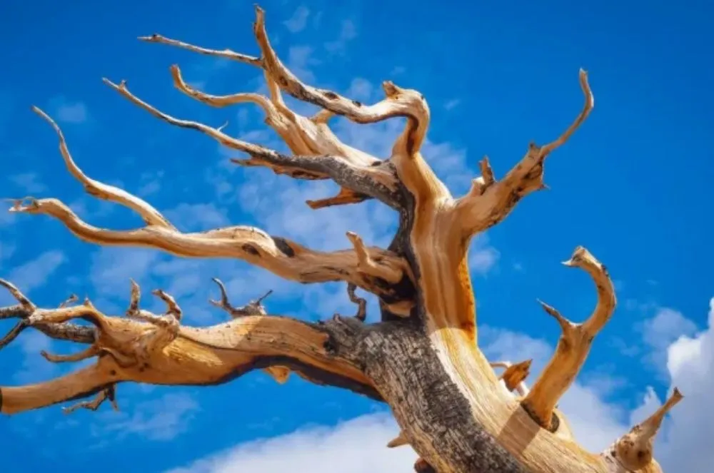 Custom yard cleanup service in Fruita, CO by Out On a Limb