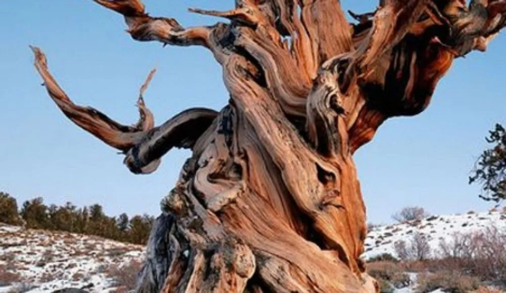 Reliable lawn mowing service in Fruita, CO by Out On a Limb