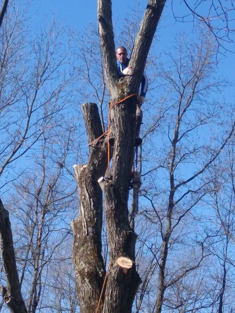 Custom landscape design experts serving Pasadena, MD - Out On A Limb Tree and Landscape