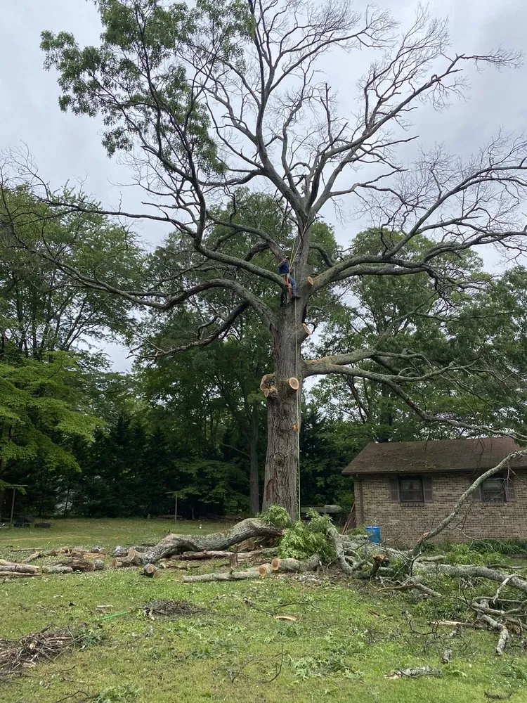 Trusted landscape installation experts serving Pasadena, MD - Out On A Limb Tree and Landscape