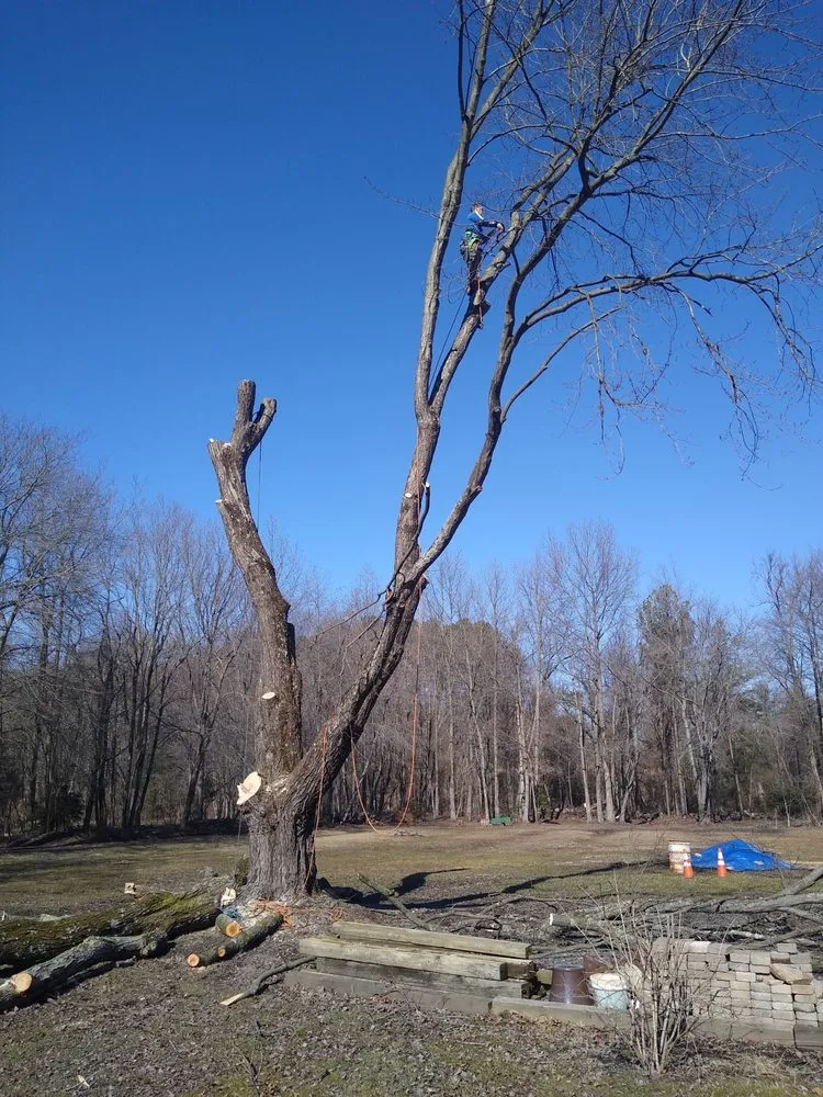 Trusted landscape design near you in Pasadena, MD by Out On A Limb Tree and Landscape