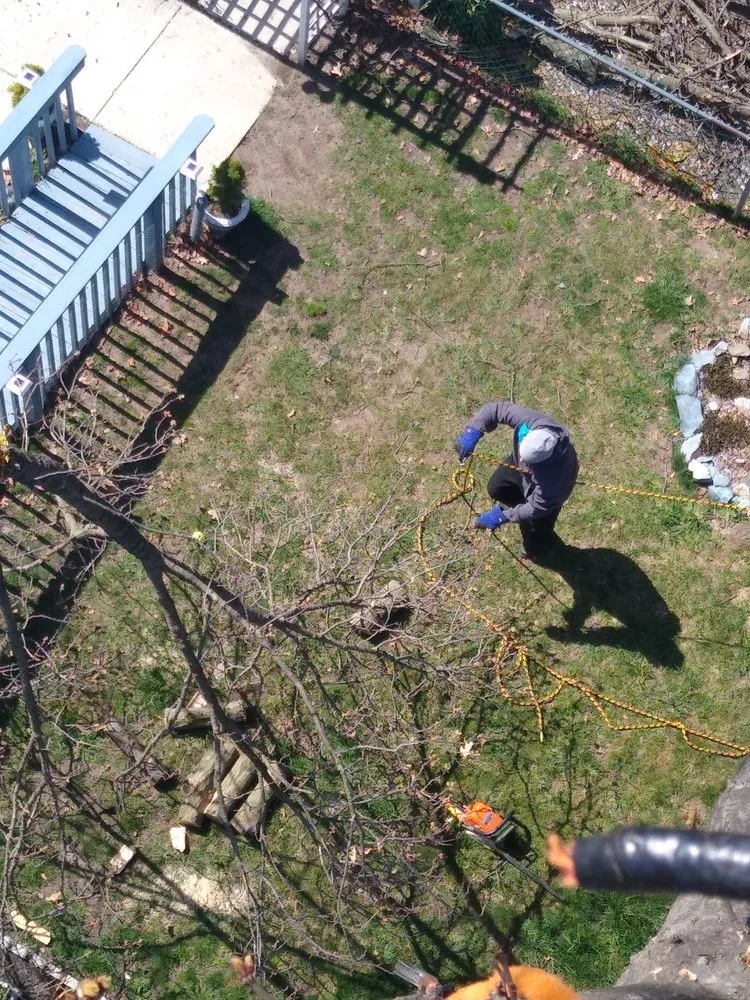 Professional yard cleanup service in Pasadena, MD by Out On A Limb Tree and Landscape