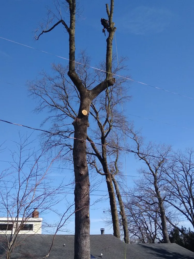 Top-rated landscape installation in Pasadena, MD by Out On A Limb Tree and Landscape