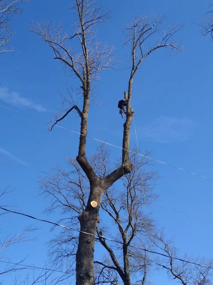 Local landscaping services experts serving Pasadena, MD - Out On A Limb Tree and Landscape