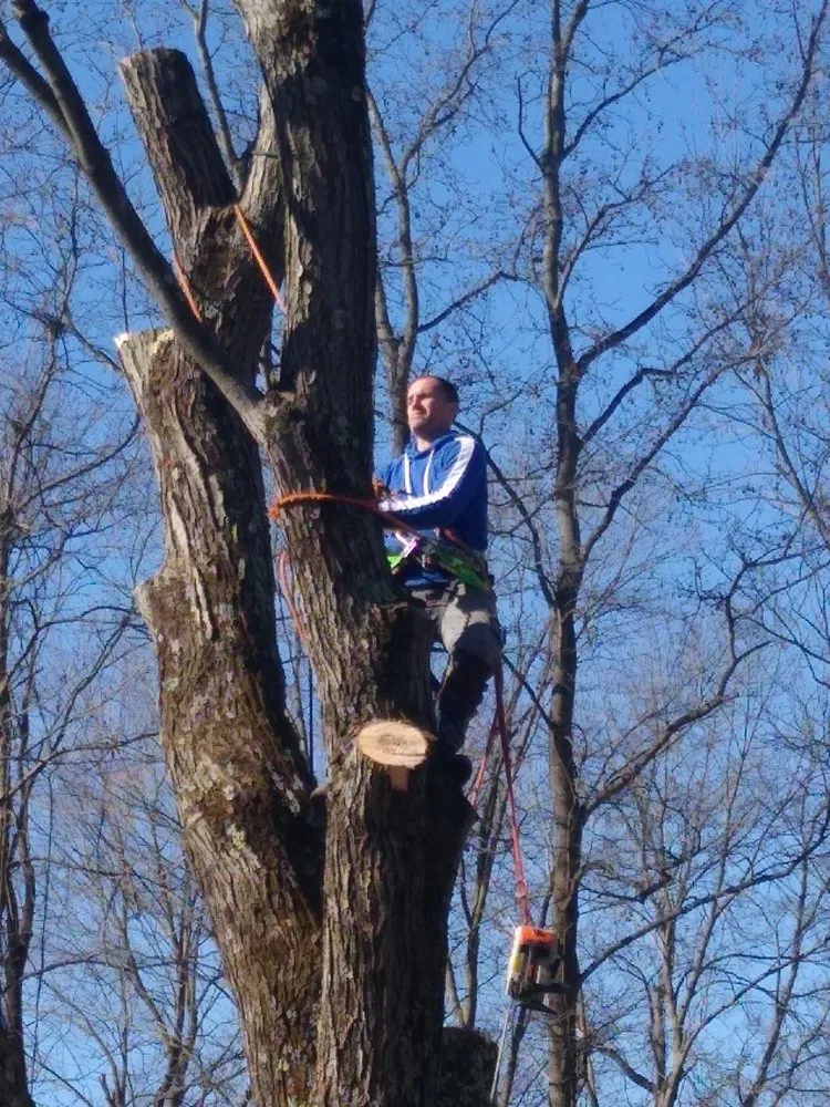 Expert residential landscaping in Pasadena, MD - Out On A Limb Tree and Landscape