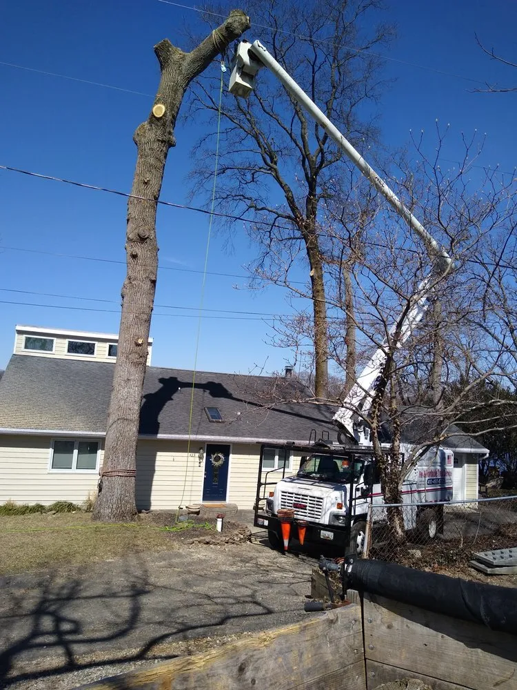 Top-rated landscaping services experts serving Pasadena, MD - Out On A Limb Tree and Landscape