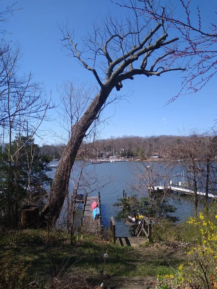 Reliable yard cleanup service experts serving Pasadena, MD - Out On A Limb Tree and Landscape