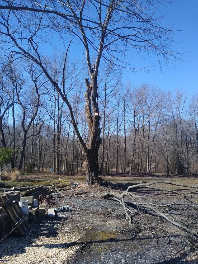 Trusted yard cleanup service near you across Pasadena, MD - Out On A Limb Tree and Landscape