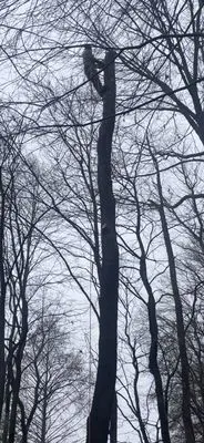 Out On A Limb Tree and Landscape Logo