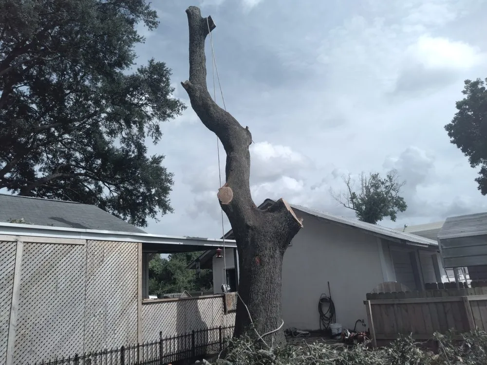 Affordable yard cleanup service in Nederland, TX - Out On A Limb Tree Care
