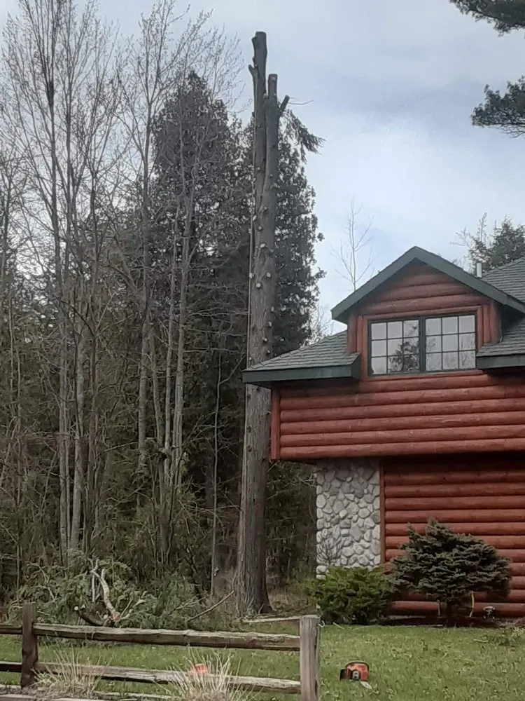 Trusted yard maintenance in Monroe, MI by Out On A Limb Tree Service