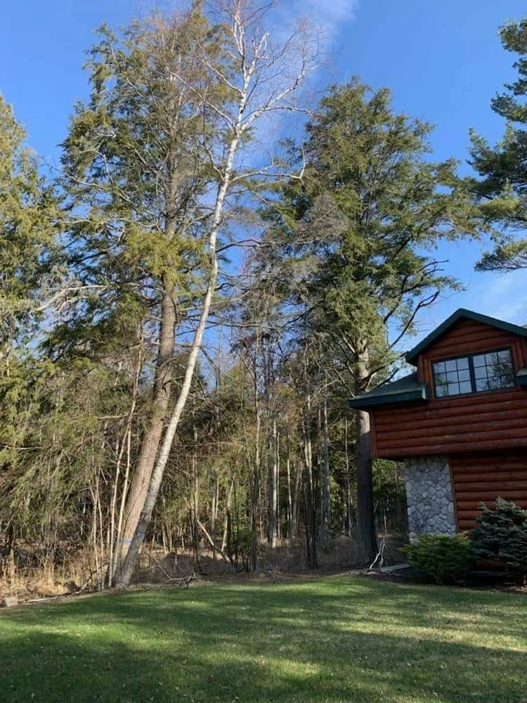 Top-rated yard cleanup service for year-round maintenance in Monroe, MI by Out On A Limb Tree Service