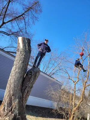 Out On A Limb Tree Service Logo