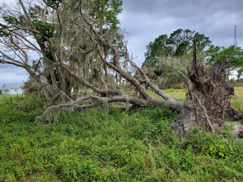 Affordable yard cleanup service for outdoor upgrades across Lithia, FL - Outdoor Accommodations
