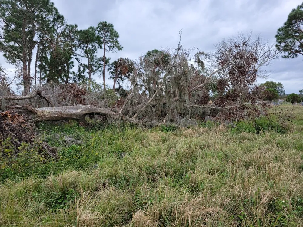 Expert yard cleanup service for homes in Lithia, FL by Outdoor Accommodations