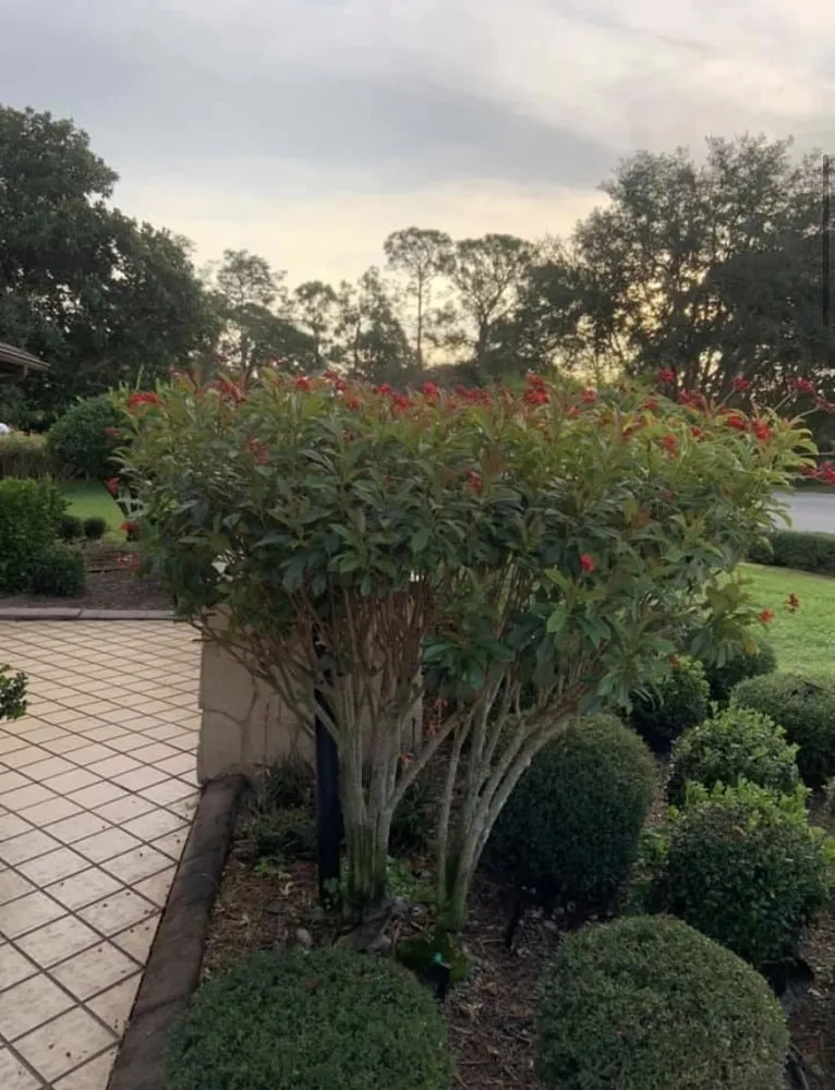 Professional yard cleanup service in Sebring, FL - Outdoor Care