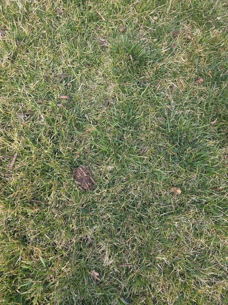 Reliable yard cleanup service in Waldorf, MD - Outdoor Creations Landscape Services