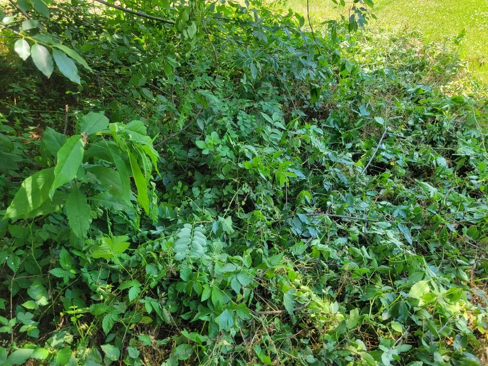 Professional landscape installation for outdoor upgrades in Waldorf, MD by Outdoor Creations Landscape Services