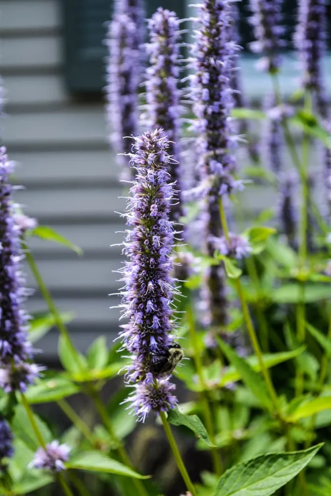 Custom landscape installation for residential properties across Morristown, NJ - Outdoor Digs