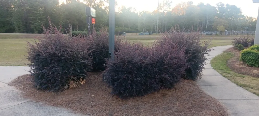 Custom landscaping services experts serving Fayetteville, GA - Outdoor Enhancement Consulting