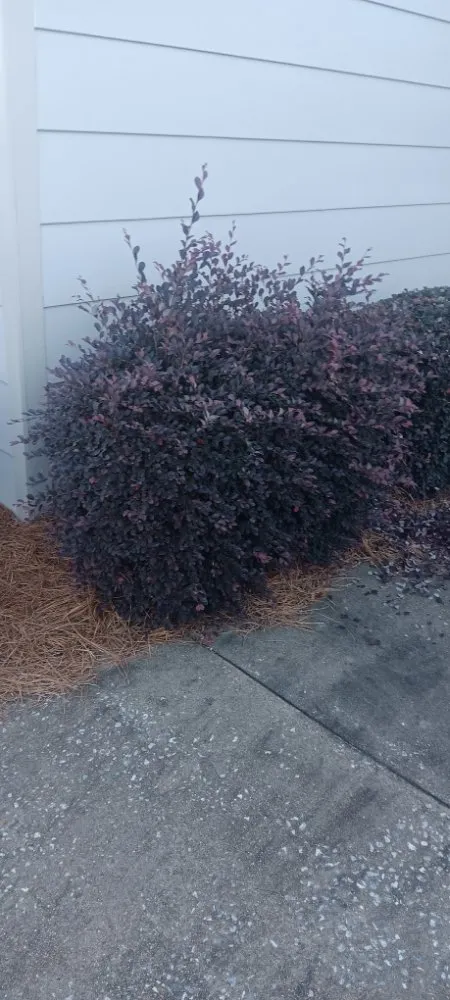 Professional lawn mowing service for year-round maintenance across Fayetteville, GA - Outdoor Enhancement Consulting