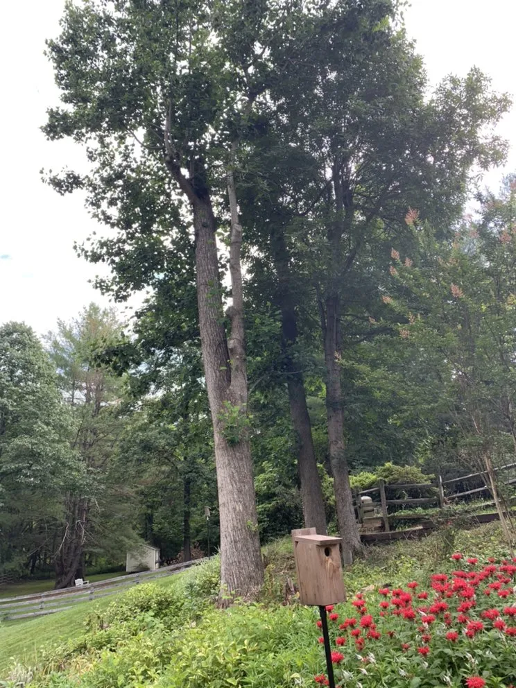 Top-rated lawn mowing service experts serving Rixeyville, VA - Outdoor Express