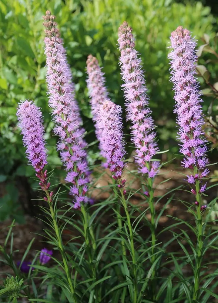 Top-rated yard cleanup service for outdoor upgrades across Neenah, WI - Outdoor Expressions Property Maintenance