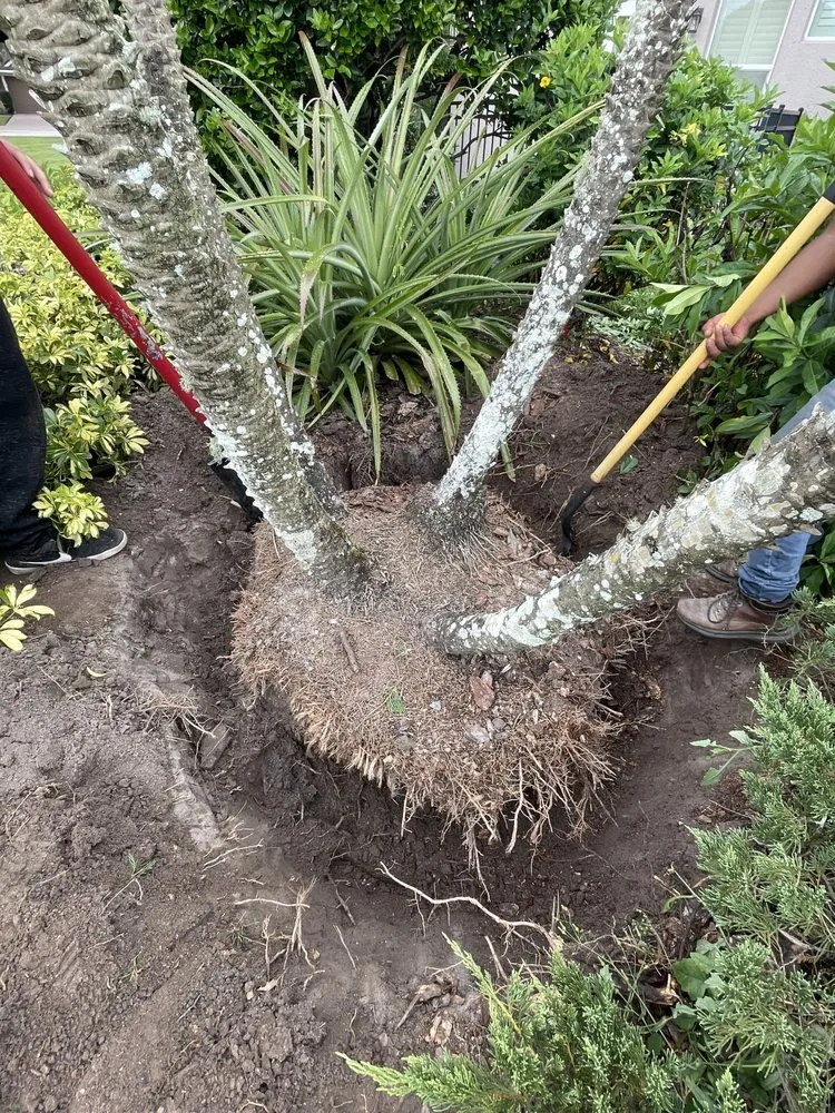 Reliable yard cleanup service experts serving Palmetto, FL - Outdoor Greatest Solutions