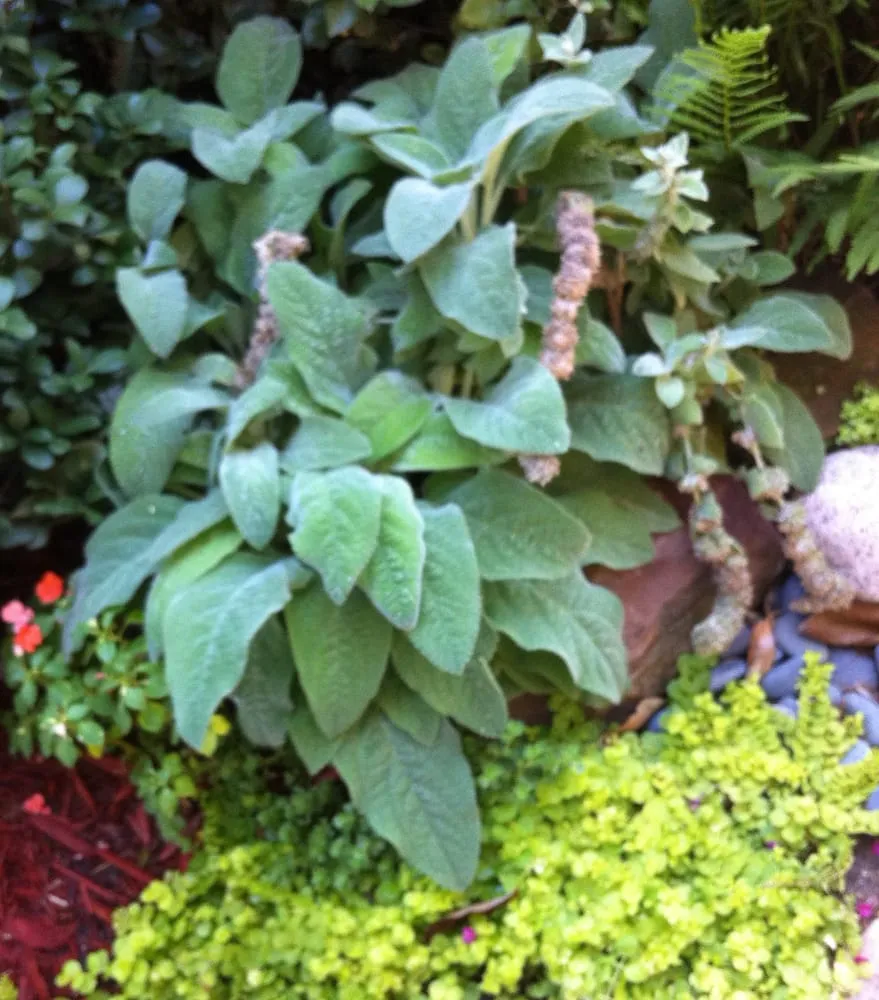 Expert landscaping services in Mesquite, TX by Outdoor Home Living