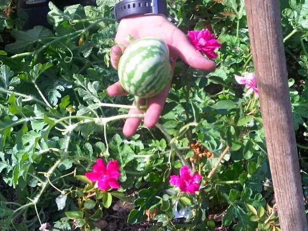 Professional landscape installation in Mesquite, TX - Outdoor Home Living