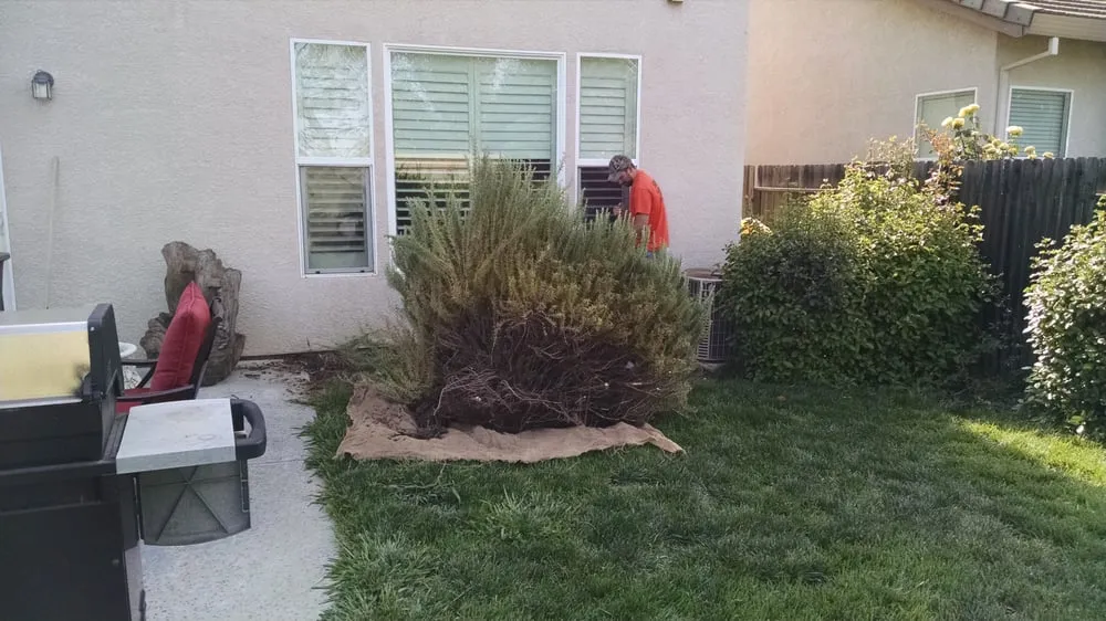 Reliable landscaping services in Roseville, CA - Outdoor Image Lawncare
