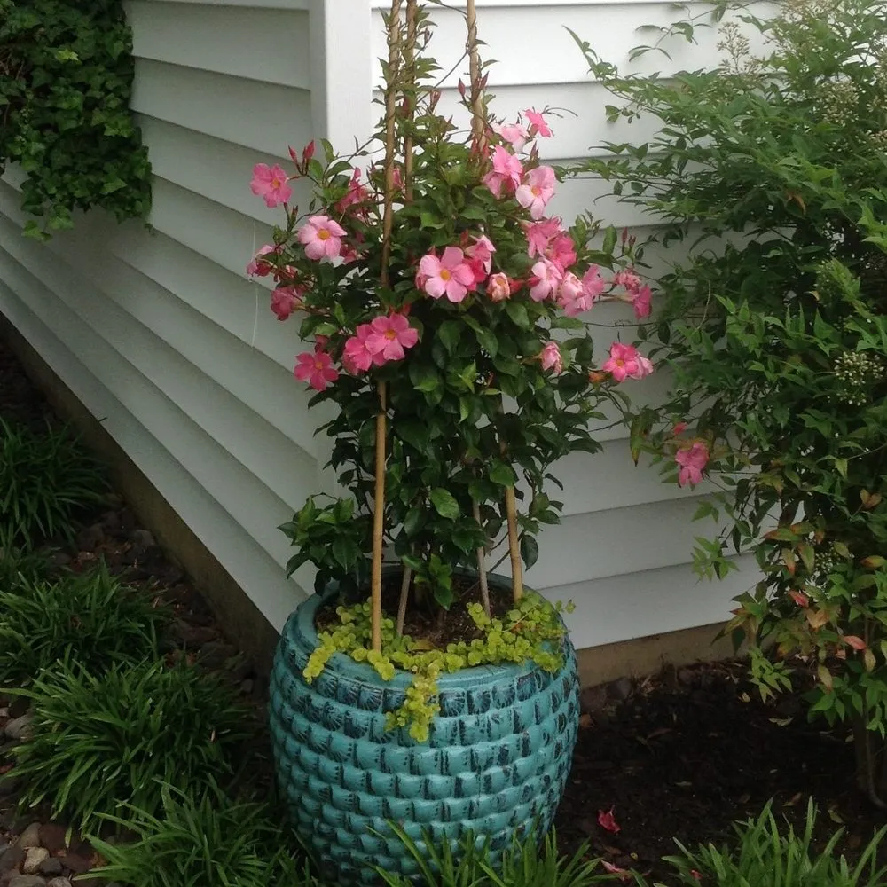 Affordable yard maintenance experts serving Jacksonville, NC - Outdoor Images Landscaping