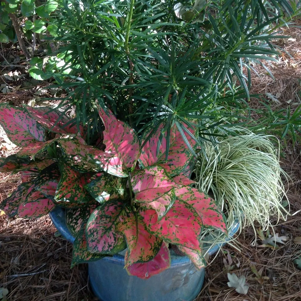 Trusted garden landscaping for residential properties across Jacksonville, NC - Outdoor Images Landscaping