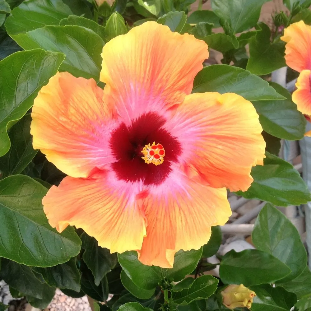 Professional yard maintenance in Jacksonville, NC - Outdoor Images Landscaping