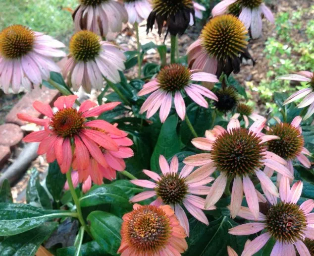 Trusted landscape design for outdoor upgrades across Jacksonville, NC - Outdoor Images Landscaping