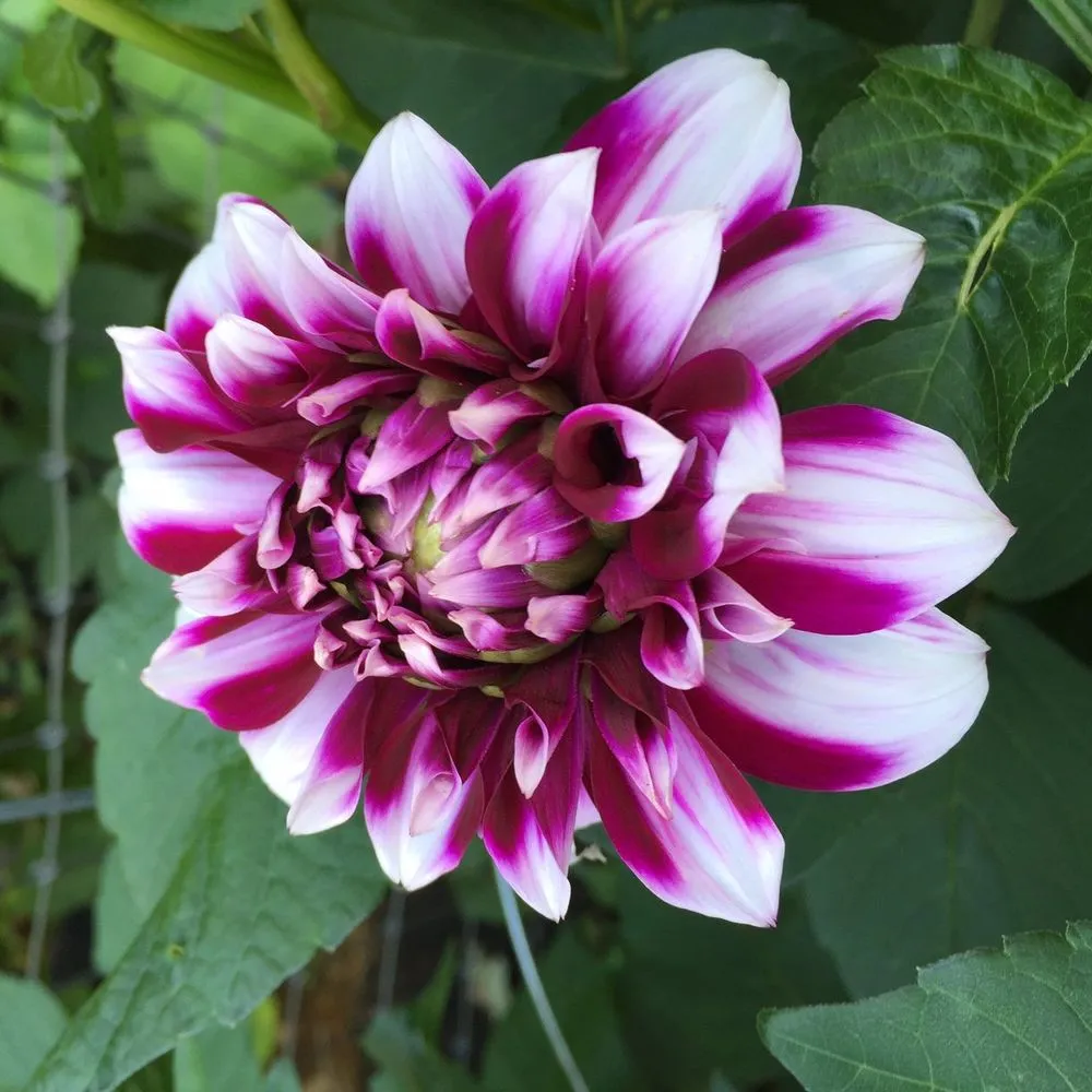 Reliable landscape installation for year-round maintenance in Jacksonville, NC by Outdoor Images Landscaping