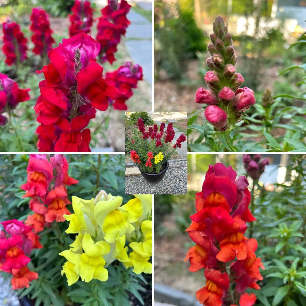 Affordable landscape installation in Raleigh, NC - Outdoor Images