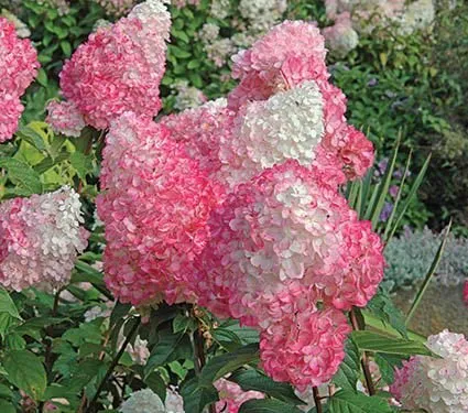 Top-rated lawn care service in Green Lake, WI by Outdoor Impact Landscape & Shoreline Services