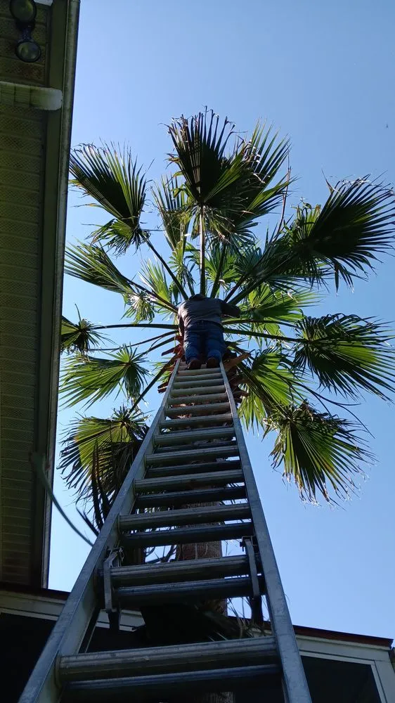 Trusted outdoor landscaping for outdoor upgrades across Mount Pleasant, SC - Outdoor Impressions Lawn and Tree Service